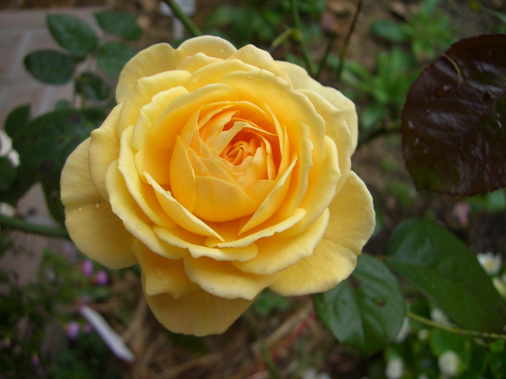 シャリファ アスマ みーのみどりがいっぱい